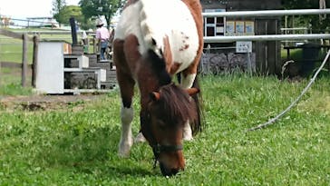 マザー牧場に投稿された画像（2020/5/17）