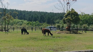 マザー牧場に投稿された画像（2020/5/17）
