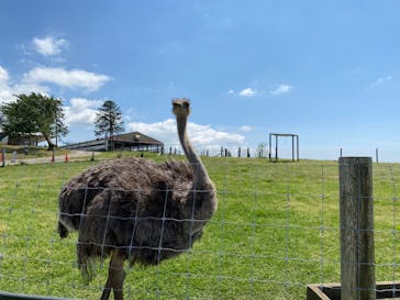 マザー牧場に投稿された画像（2020/5/17）