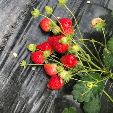 農業公園信貴山のどか村に投稿された画像（2020/5/17）