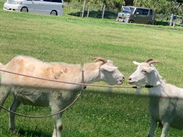 マザー牧場に投稿された画像（2020/5/17）