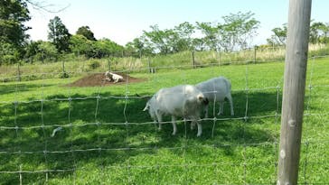 マザー牧場に投稿された画像（2020/5/17）