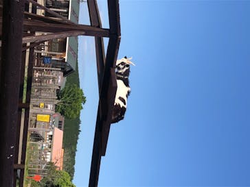 マザー牧場に投稿された画像（2020/5/17）