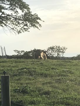 マザー牧場に投稿された画像（2020/5/17）