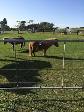 マザー牧場に投稿された画像（2020/5/17）