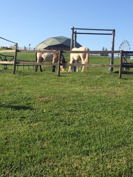 マザー牧場に投稿された画像（2020/5/17）