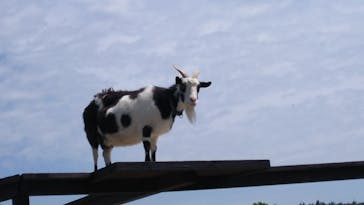 マザー牧場に投稿された画像（2020/5/17）