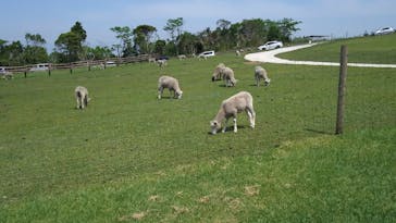 マザー牧場に投稿された画像（2020/5/17）