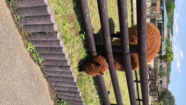 マザー牧場に投稿された画像（2020/5/17）