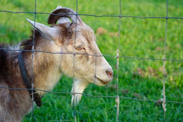 マザー牧場に投稿された画像（2020/5/17）