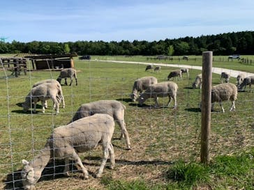 マザー牧場に投稿された画像（2020/5/17）