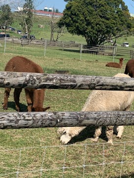 マザー牧場に投稿された画像（2020/5/17）
