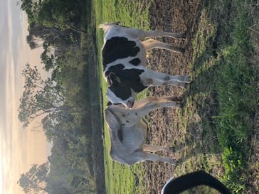 マザー牧場に投稿された画像（2020/5/17）