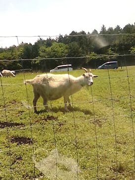 マザー牧場に投稿された画像（2020/5/18）