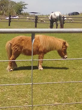 マザー牧場に投稿された画像（2020/5/18）