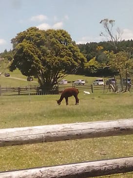 マザー牧場に投稿された画像（2020/5/18）