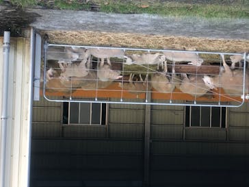 マザー牧場に投稿された画像（2020/5/18）