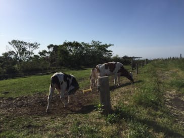 マザー牧場に投稿された画像（2020/5/18）