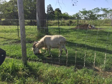 マザー牧場に投稿された画像（2020/5/18）