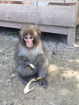 しろとり動物園に投稿された画像（2020/5/21）