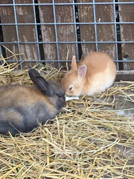 しろとり動物園に投稿された画像（2020/5/21）