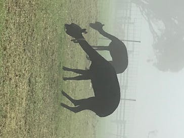 マザー牧場に投稿された画像（2020/5/22）