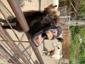 しろとり動物園に投稿された画像（2020/5/23）