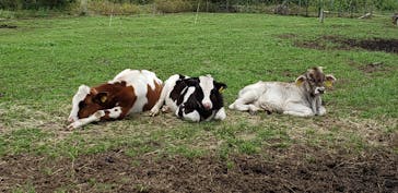 マザー牧場に投稿された画像（2020/5/24）