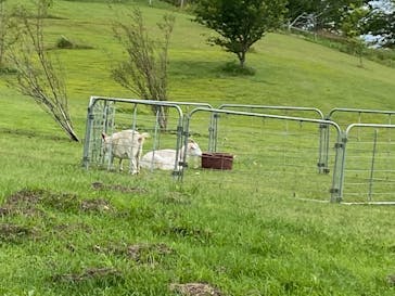 マザー牧場に投稿された画像（2020/5/24）