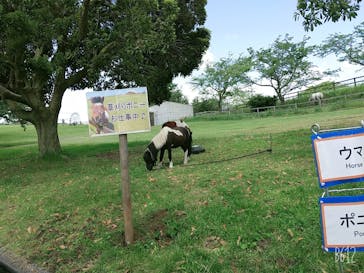 マザー牧場に投稿された画像（2020/5/24）