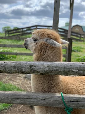 マザー牧場に投稿された画像（2020/5/24）