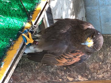 しろとり動物園に投稿された画像（2020/5/24）