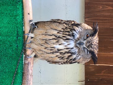 しろとり動物園に投稿された画像（2020/5/24）