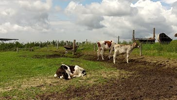 マザー牧場に投稿された画像（2020/5/24）