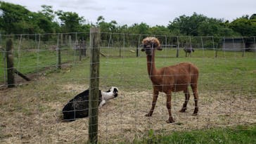 マザー牧場に投稿された画像（2020/5/25）