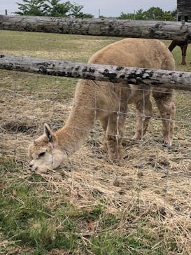 マザー牧場に投稿された画像（2020/5/25）