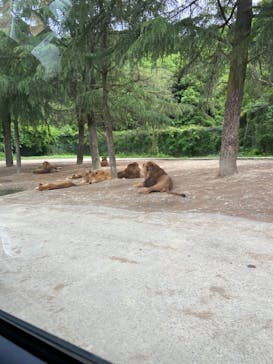 群馬サファリパークに投稿された画像（2020/5/25）