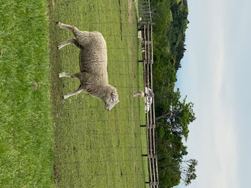 マザー牧場に投稿された画像（2020/5/25）