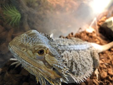 Moff animal cafe MARKIS 福岡ももち店に投稿された画像（2020/5/26）