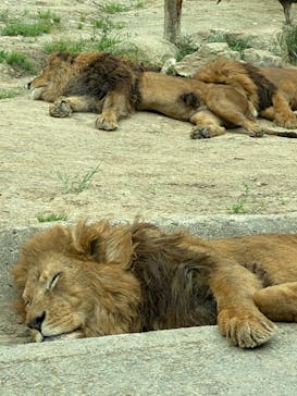 群馬サファリパークに投稿された画像（2020/5/27）