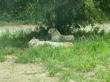 群馬サファリパークに投稿された画像（2020/5/27）