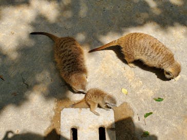 しろとり動物園に投稿された画像（2020/5/27）