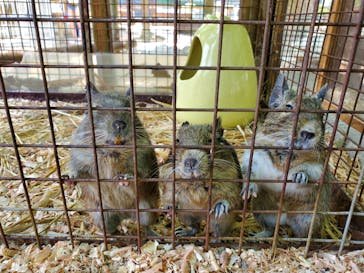 しろとり動物園に投稿された画像（2020/5/27）