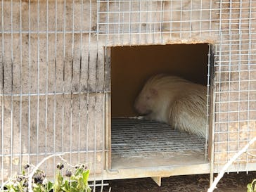 しろとり動物園に投稿された画像（2020/5/27）