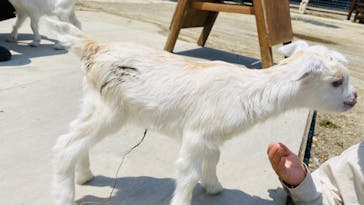 しろとり動物園に投稿された画像（2020/5/27）