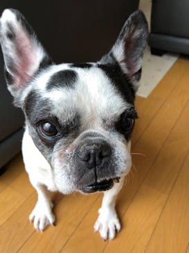 可愛いシーサー専門店 まいまいシーサーに投稿された画像（2020/5/28）