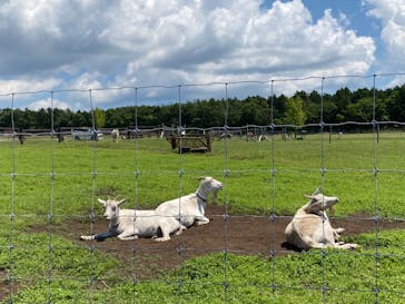 マザー牧場に投稿された画像（2020/5/29）