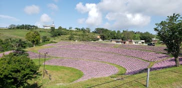 マザー牧場に投稿された画像（2020/5/30）