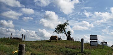 マザー牧場に投稿された画像（2020/5/30）