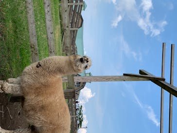 マザー牧場に投稿された画像（2020/5/30）